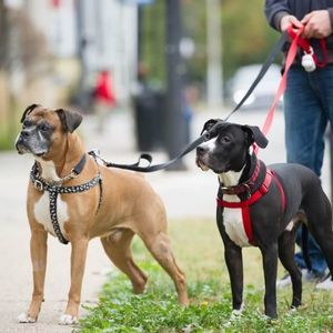 Meet your Posher, Danny